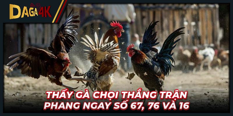 Thấy gà chọi thắng trận phang ngay số 67, 76 và 16