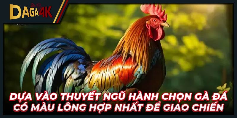 Dựa vào thuyết ngũ hành chọn gà đá có màu lông hợp nhất để giao chiến