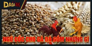 ngũ cốc cho gà đá gồm những gì