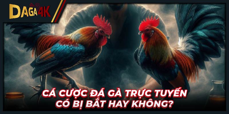 Cá cược đá gà trực tuyến có bị bắt hay không?