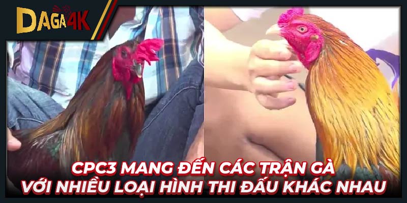 CPC3 mang đến các trận gà với nhiều loại hình thi đấu khác nhau