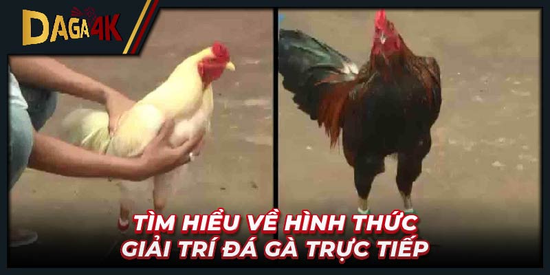 Xem đá gà trực tiếp với chất lượng phát sóng đỉnh cao