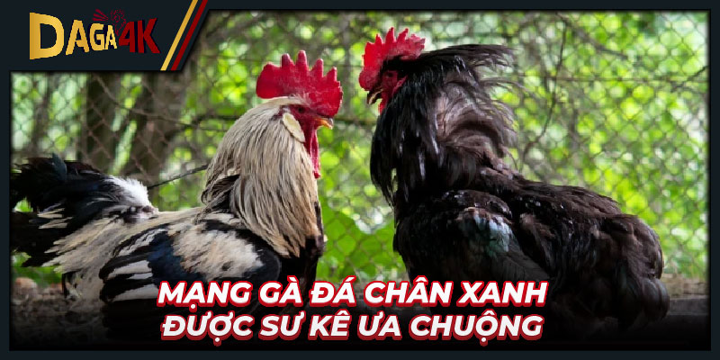 Mạng gà đá chân xanh được sư kê ưa chuộng