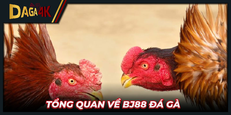 Tổng quan về Bj88 đá gà