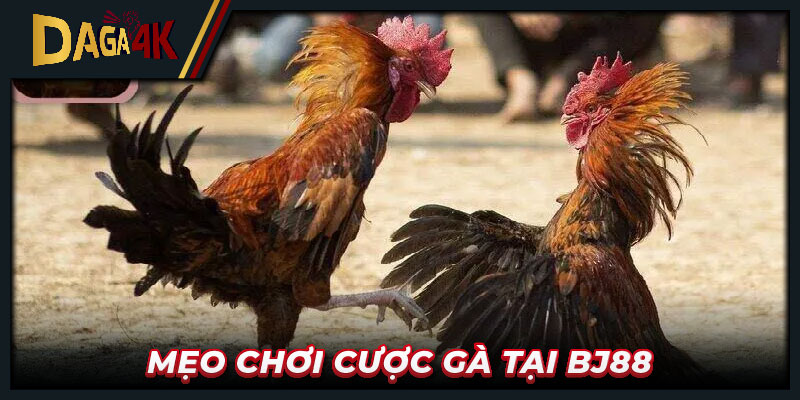 Mẹo chơi cược gà tại BJ88