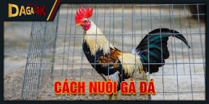 cách nuôi gà đá