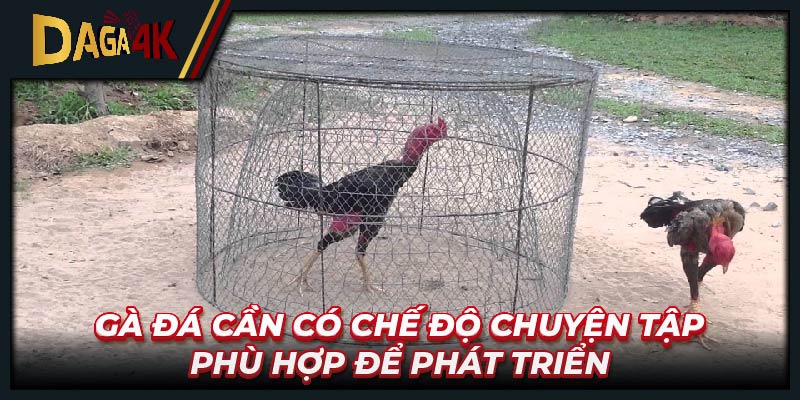 Gà đá cần có chế độ chuyện tập phù hợp để phát triển