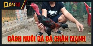 cách nuôi gà đá chân mạnh