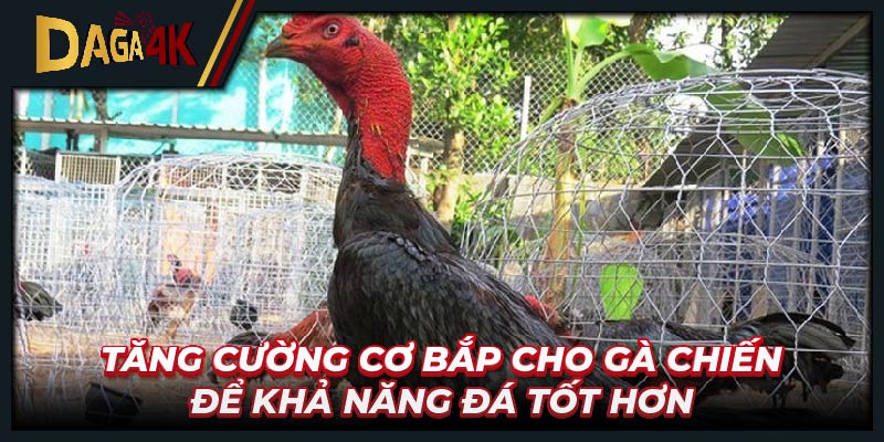 Tăng cường cơ bắp cho gà chiến để khả năng đá tốt hơn