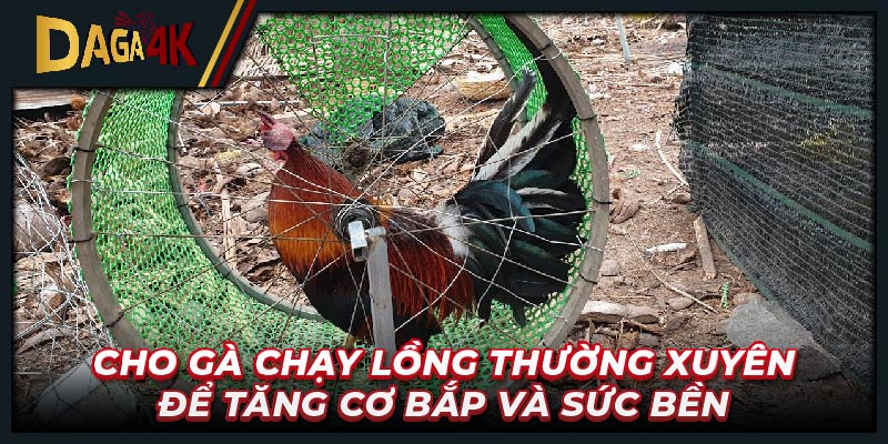 Cho gà chạy lồng thường xuyên để tăng cơ bắp và sức bền