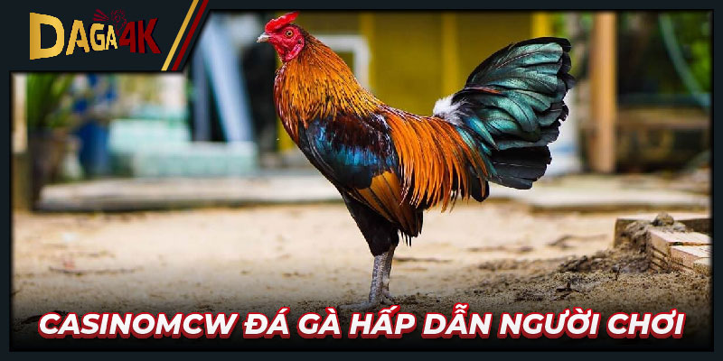 Casinomcw đá gà hấp dẫn người chơi