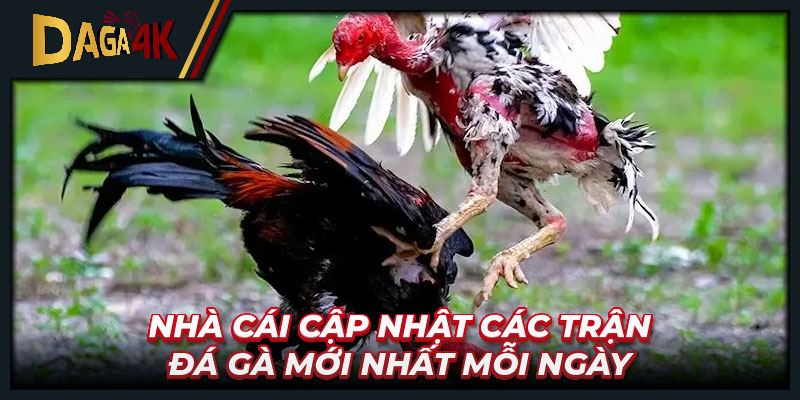 Nhà cái cập nhật các trận đá gà mới nhất mỗi ngày