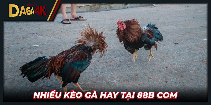 Nhiều kèo gà hay tại 88b com