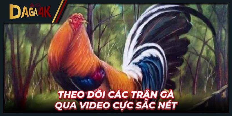 Theo dõi các trận gà qua video cực sắc nét