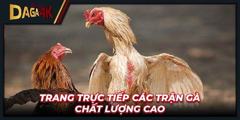 Trang trực tiếp các trận gà chất lượng cao