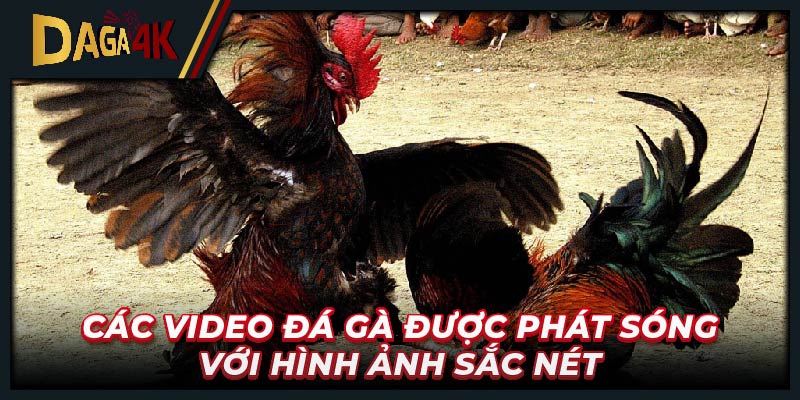 Các video đá gà được phát sóng với hình ảnh sắc nét