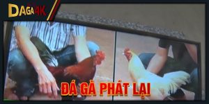 đá gà phát lại