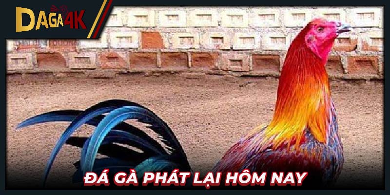 Đá gà phát lại hôm nay