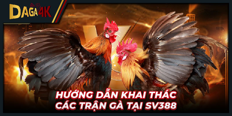 Hướng dẫn khai thác các trận gà tại SV388