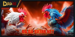 đá gà sv388 net