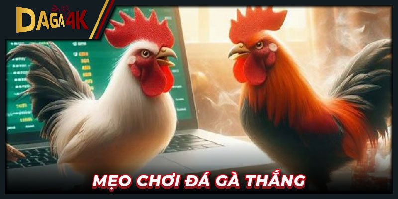 Mẹo chơi đá gà thắng