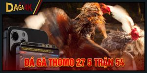 đá gà thomo 27 5 trận 54