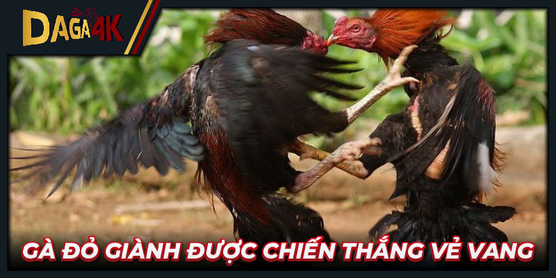 Gà đỏ giành được chiến thắng vẻ vang