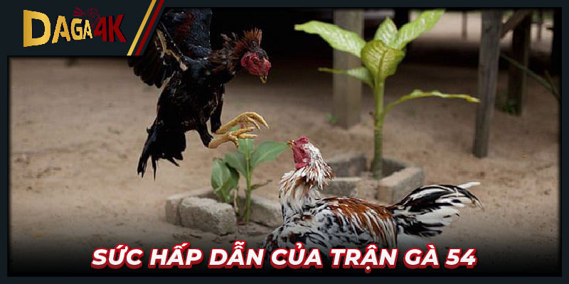 Sức hấp dẫn của trận gà 54