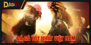 đá gà tốt nhất việt nam