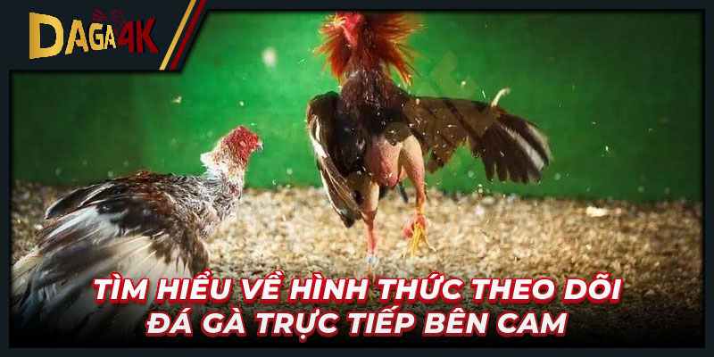 Tìm hiểu về hình thức theo dõi đá gà trực tiếp bên Cam