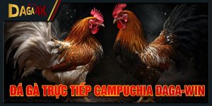 đá gà trực tiếp campuchia daga-win