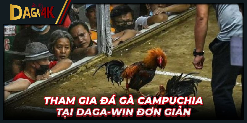 Tham gia đá gà Campuchia tại Daga-win đơn giản