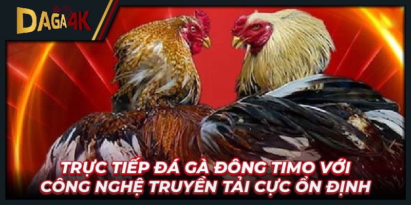 Trực tiếp đá gà Đông Timo với công nghệ truyền tải cực ổn định