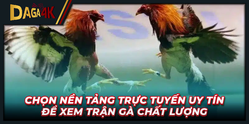 Chọn nền tảng trực tuyến uy tín để xem trận gà chất lượng