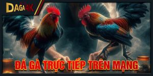 đá gà trực tiếp trên mạng