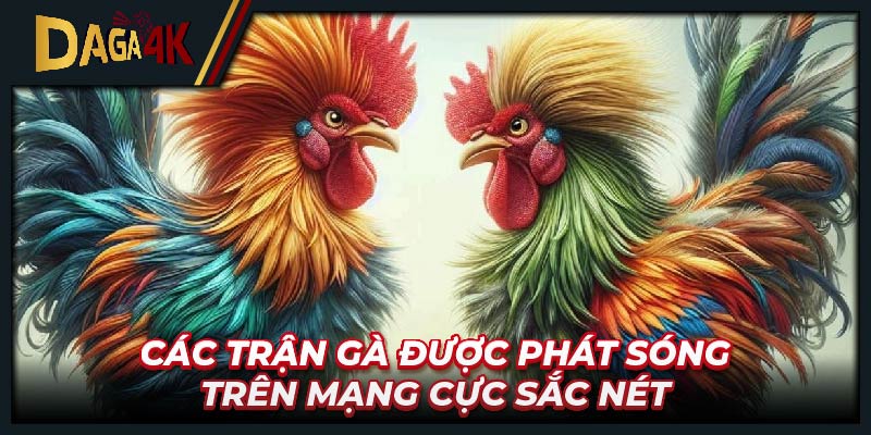 Các trận gà được phát sóng trên mạng cực sắc nét