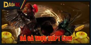 Đá gà trực tiếp1 com