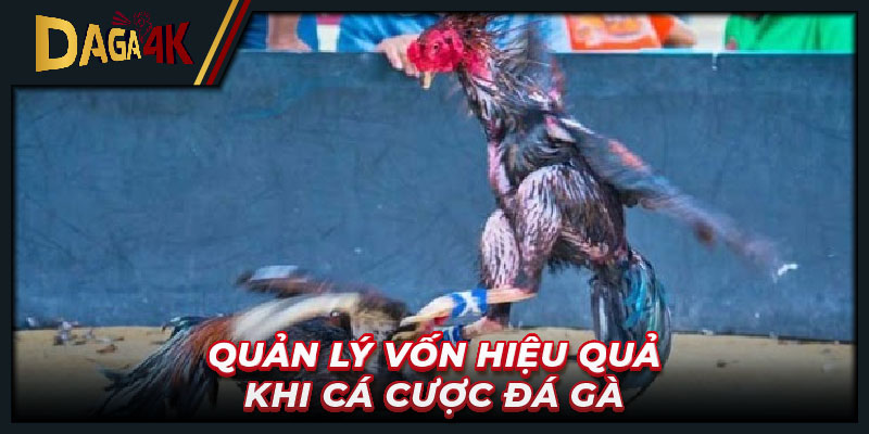 Quản lý vốn hiệu quả khi cá cược đá gà