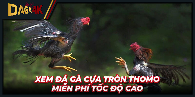 Xem đá gà cựa tròn Thomo miễn phí tốc độ cao