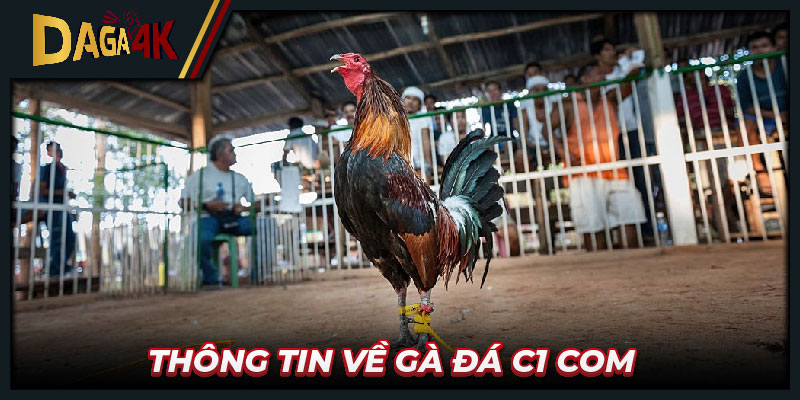 Thông tin về Gà đá C1 com