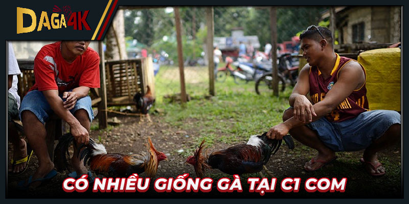 Có nhiều giống gà tại C1 com