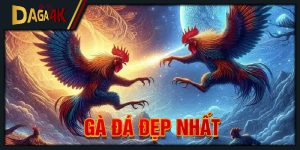 gà đá đẹp nhất