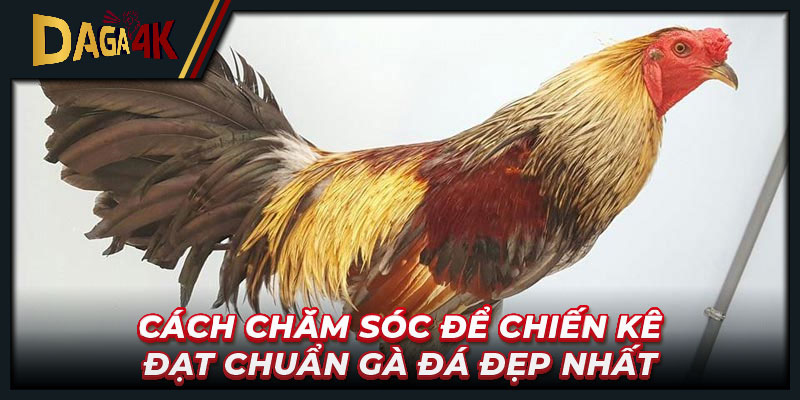 Cách chăm sóc để chiến kê đạt chuẩn gà đá đẹp nhất