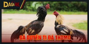 gà duyên ti đá Thomo