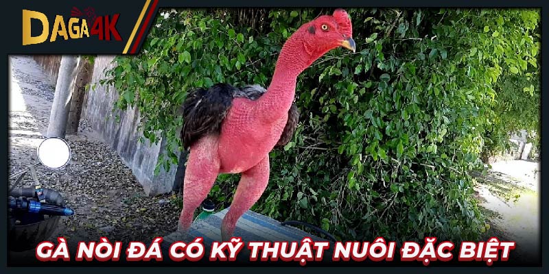 Gà nòi đá có kỹ thuật nuôi đặc biệt