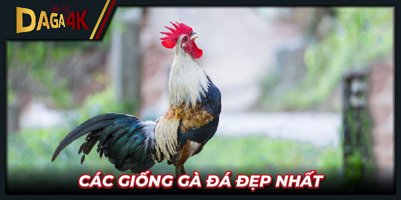 Các giống gà đá đẹp nhất