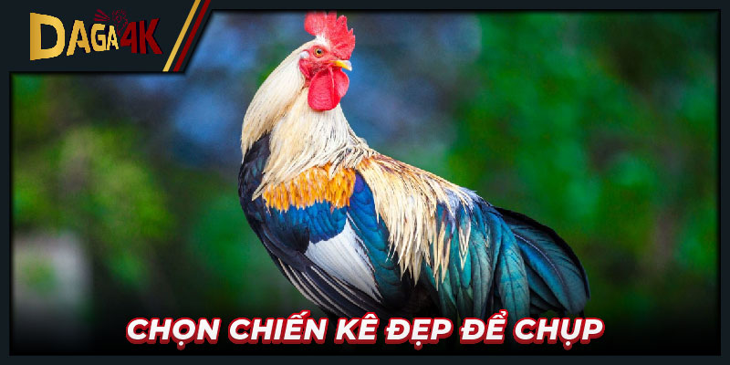 Chọn chiến kê đẹp để chụp