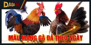 màu mạng gà đá theo ngày