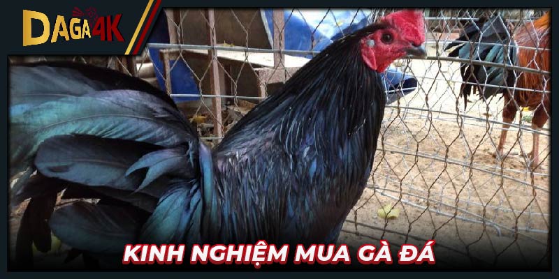 Kinh nghiệm mua gà đá