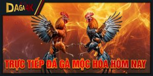 trực tiếp đá gà mộc hóa hôm nay